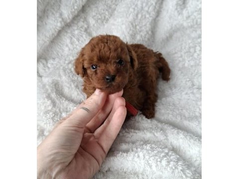 Sevimli toy poodle yavrularımız 