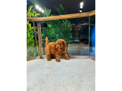 Kore kan toy poodle oğlumuz simba
