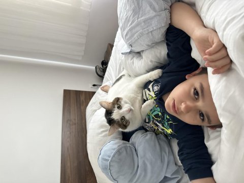 Uysal ve sakin bebek kedimiz şans