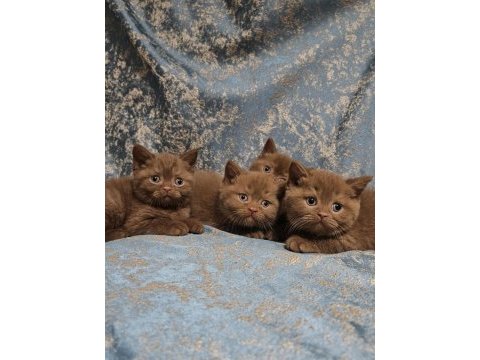 Safkan kahve cinnamon brıtısh yavrular dişi