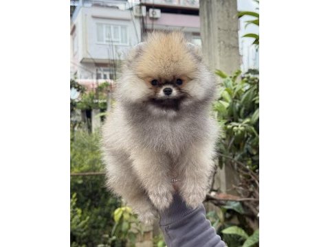 Üst kalite ayıcık surat pomeranian boo