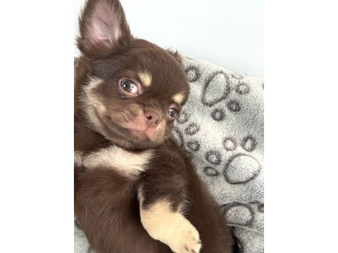 Chihuahua three color erkek yavru