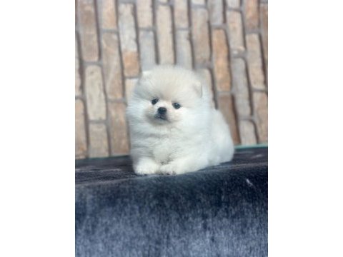 Pomeranian boo dünyası