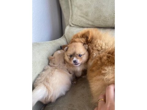 Erkek ve dişi pomeranian boo yavrularımız
