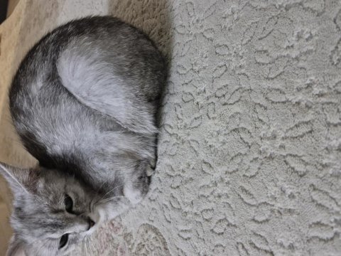 Ücretsiz british shorthair 1 yaşında