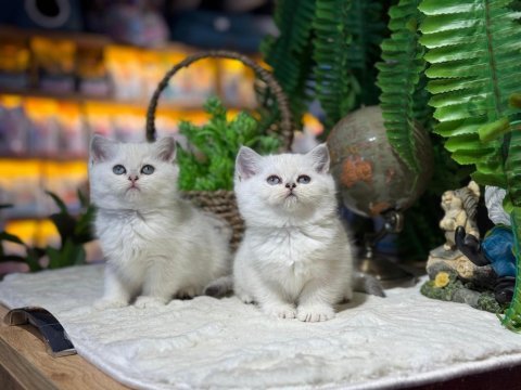 Sağlık ve ırk garantili british shorthair