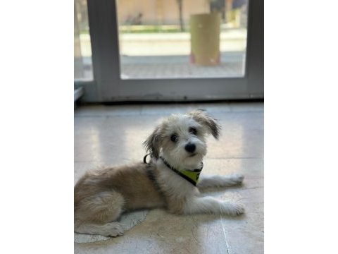 Terrier köpeği