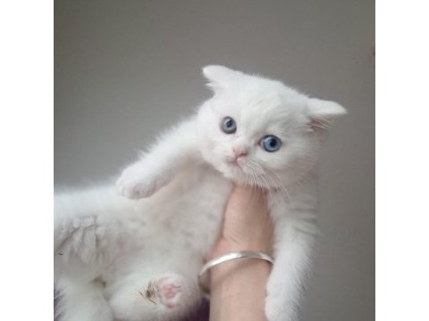 Kar beyaz british shorthair yavrularım