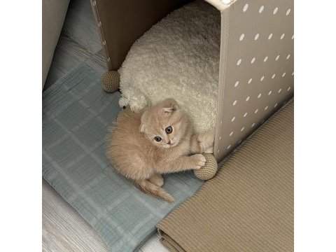 Yavru scottish fold latte