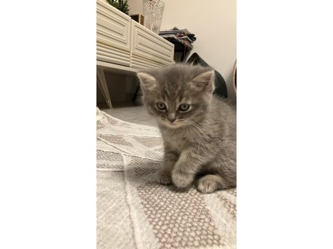 45 günlük gri erkek yavru british shorthair