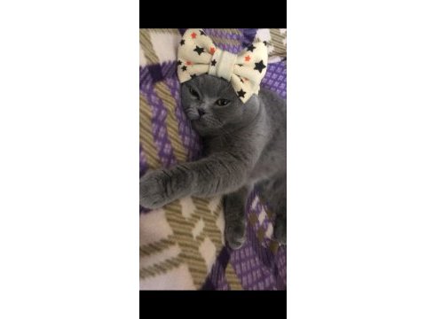 Temiz, bakımlı scottish fold