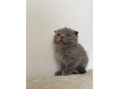 50 günlük eğitimleri tam scottish fold bebekler