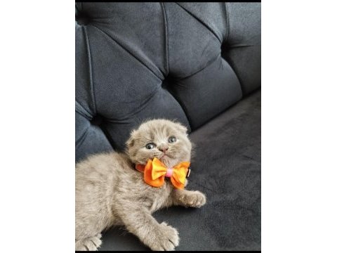Uygun fiyatlı şecereli cins scottish fold yavruları