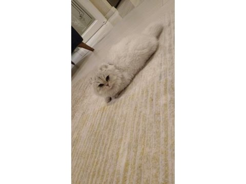 Rus scottish fold