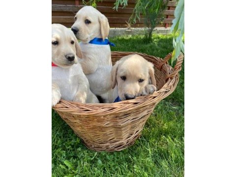 Sevimli golden bebekler
