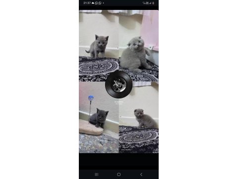 Çok sevecen scottish fold uyguna verilecek
