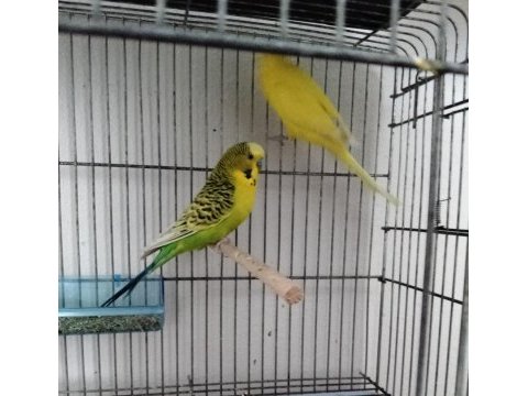 Sağlıklı muhabbet kuşlerı pendik