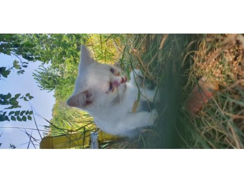 British shorthair 4 aylıklar yardımcı olunur