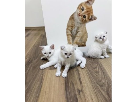 Pendik evden kediler