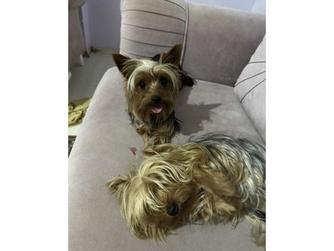 Köpeğimiz için lütfen açıklama okuyun