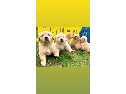 Irk ve sağlık garantili golden retriever bebekler