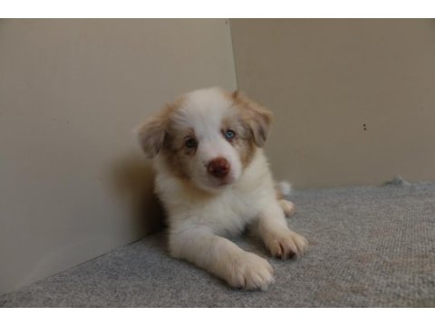 A şecere yavru köpekler