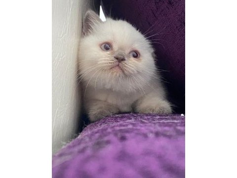Siyam yavru blue point gibi tipi var