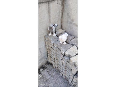 Takım 2 adet de yavrusu oyunlu anne baba güvercin