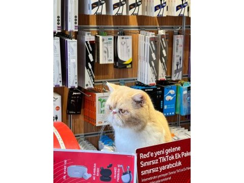 1,5 yaşında exotic shorthair