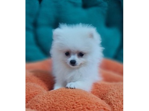 Şecereli teacup pomeranian yavrularımız