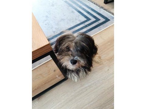 Terrier yorkshire yuva ariyor