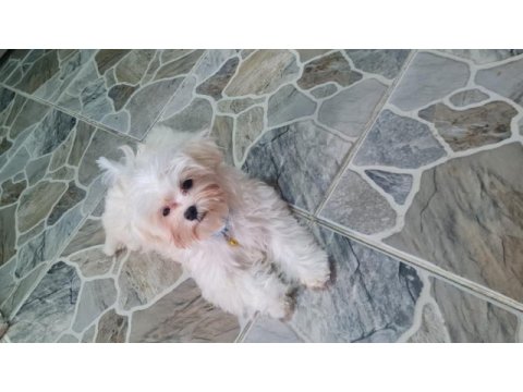 Kore maltese