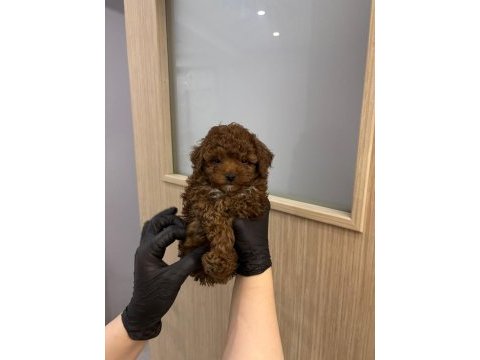 Birbirinden tatlı kore poodle bebekler sizi bekliyor
