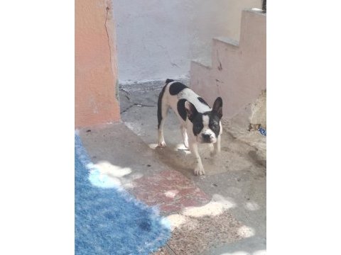 İzmir french bulldog köpeği