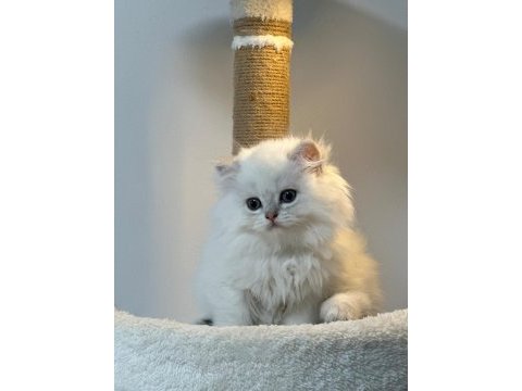 Üst kalite son erkek british longhair yavrum