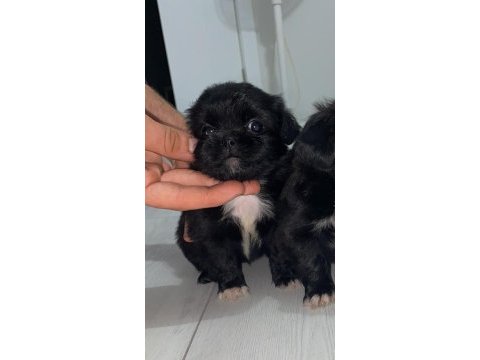 A kalite pekınez yavru