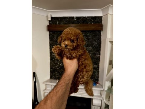 Orjinal toy poodle