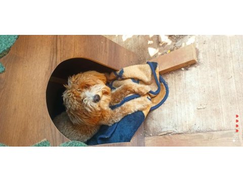 Ücretli sahiplendirme toy poodle