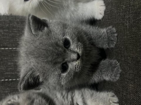 Tatlı mı tatlı scottish fold