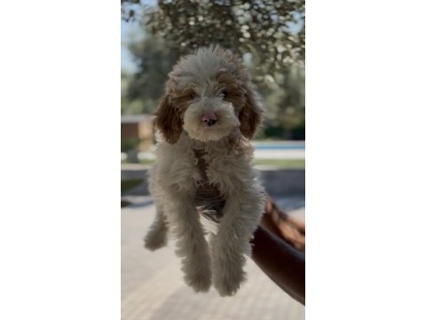 Tüy dökmez antialerjik labradoodle yavruları