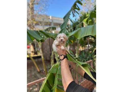 Antalya merkez maltipoo köpeğimiz