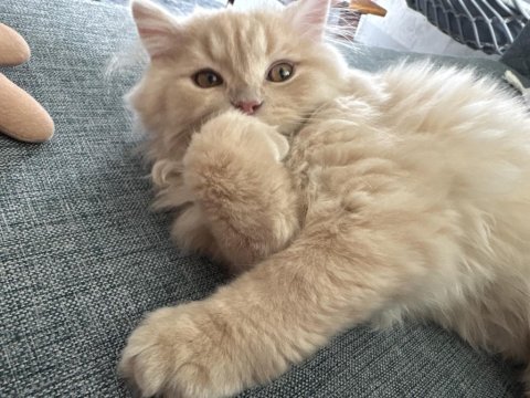 British longhair yavruma yeni yuva arıyorum