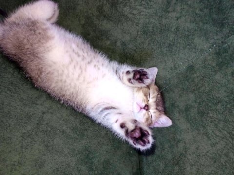 British shorthair black golden