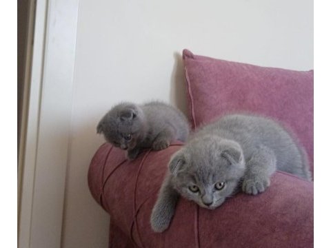 Güzeller güzeli dişi ve erkek scottish fold yavrularım
