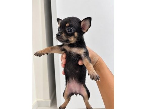 Minyatür pinscher yavrular
