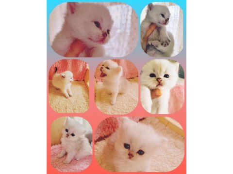 Wcf şecereli orijinal british shorthair bebekler