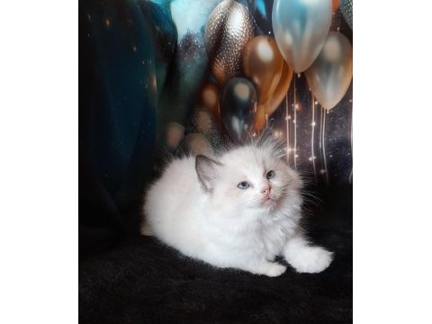Okyanus ötesinden ragdoll