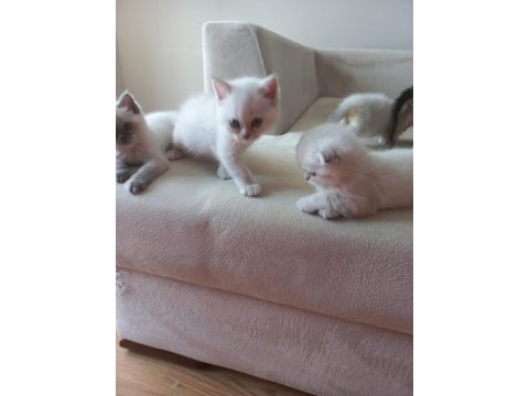Scottish fold blue point yavrularım sahiplendirilecektir