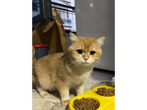 Ücretsiz sahiplendirme british shorthair