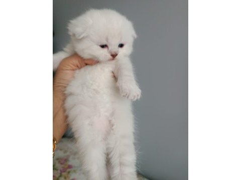 Scottish fold ve scottish straight
